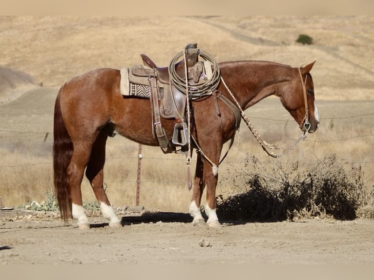American Quarter Horse Gelding 13 years 14,2 hh Roan-Red in Paicines CA