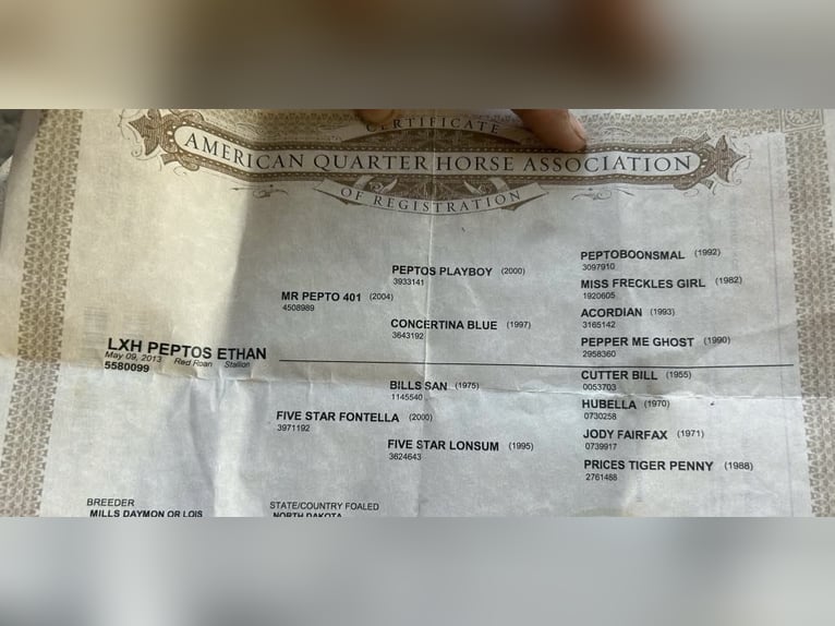 American Quarter Horse Gelding 13 years 14,2 hh Roan-Red in Paicines CA