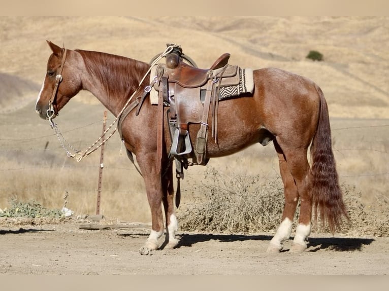 American Quarter Horse Gelding 13 years 14,2 hh Roan-Red in Paicines CA