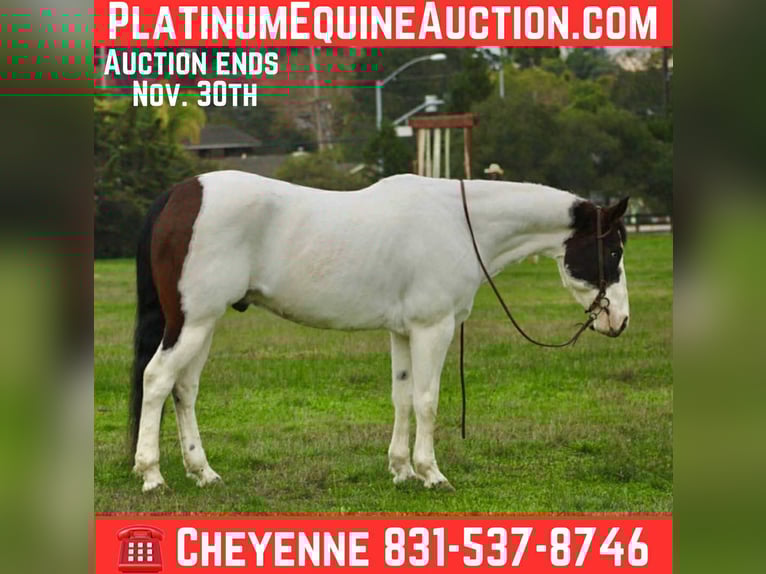 American Quarter Horse Gelding 13 years 14,2 hh Tobiano-all-colors in Bitterwater CA