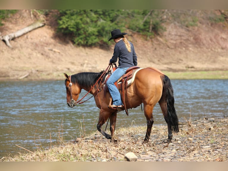 American Quarter Horse Gelding 13 years 14,3 hh Buckskin in Clarion