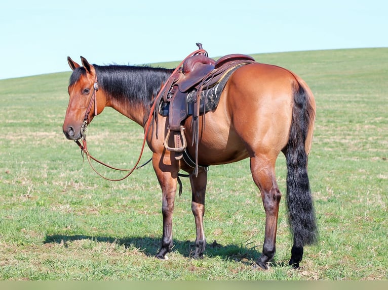American Quarter Horse Gelding 13 years 14,3 hh Buckskin in Clarion