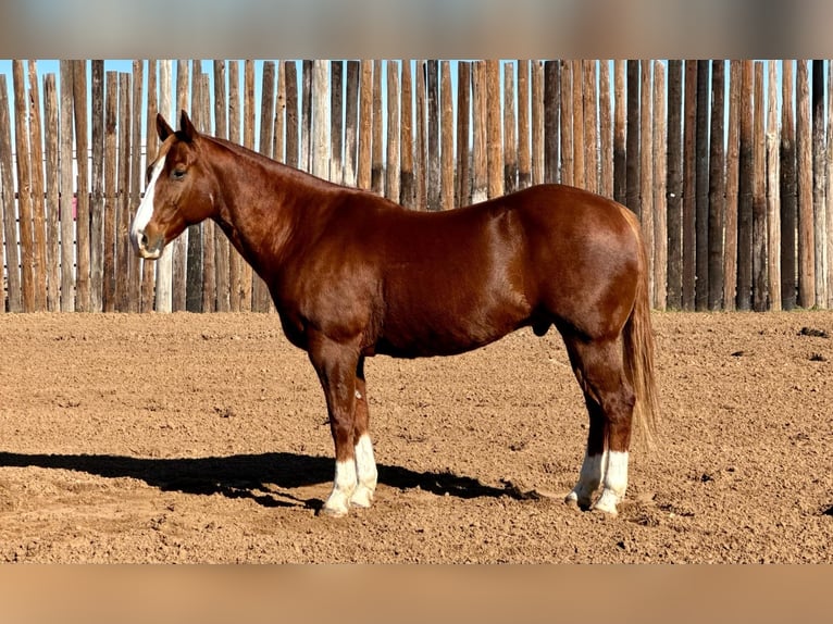 American Quarter Horse Gelding 13 years 14,3 hh Chestnut in Stephenville TX