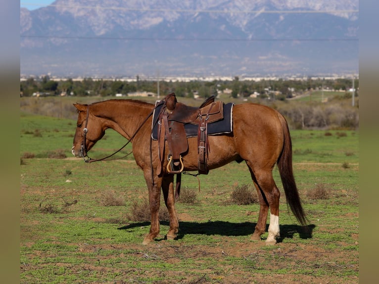 American Quarter Horse Gelding 13 years 14,3 hh Dun in Norco