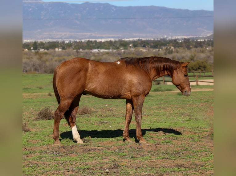 American Quarter Horse Gelding 13 years 14,3 hh Dun in Norco