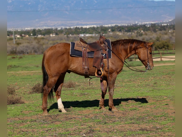 American Quarter Horse Gelding 13 years 14,3 hh Dun in Norco