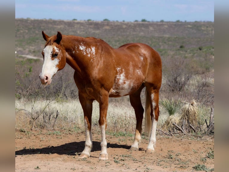 American Quarter Horse Gelding 13 years 14,3 hh Overo-all-colors in Camp Verde AZ