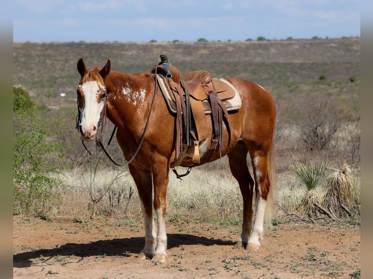 American Quarter Horse Gelding 13 years 14,3 hh Overo-all-colors in Camp Verde AZ