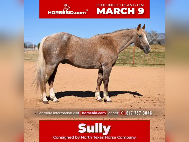 American Quarter Horse Gelding 13 years 14,3 hh Palomino in Weatherford