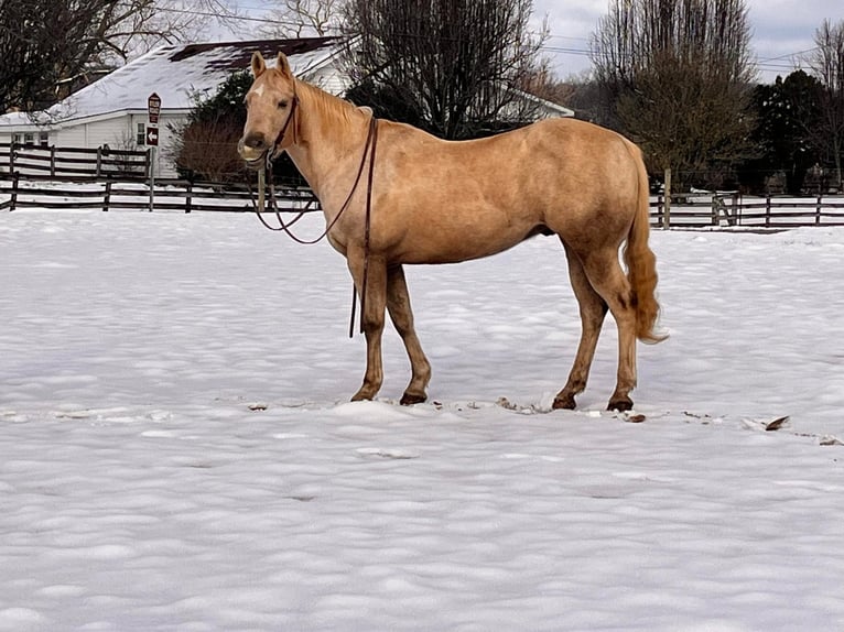 American Quarter Horse Gelding 13 years 14,3 hh Palomino in Mt Hope AL