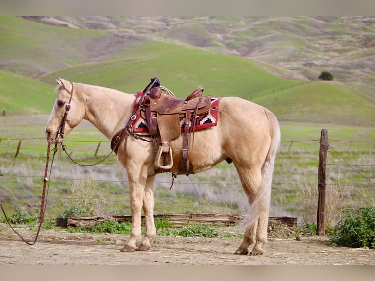 American Quarter Horse Gelding 13 years 14,3 hh Palomino in Paicines CA