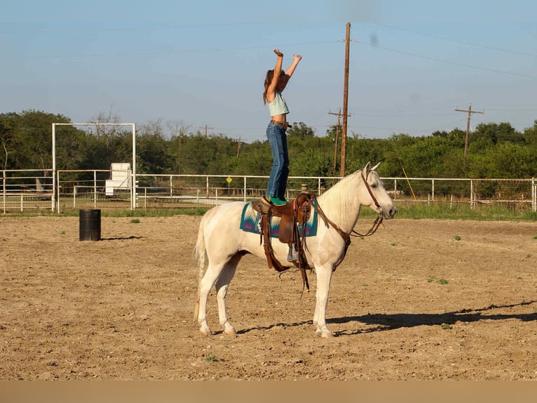 American Quarter Horse Gelding 13 years 14,3 hh Palomino in Stephenville, TX