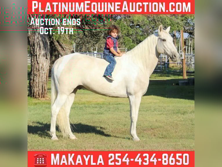 American Quarter Horse Gelding 13 years 14,3 hh Palomino in Stephenville, TX