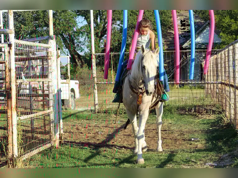 American Quarter Horse Gelding 13 years 14,3 hh Palomino in Stephenville, TX