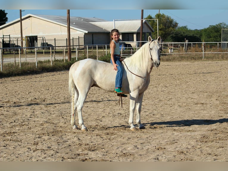 American Quarter Horse Gelding 13 years 14,3 hh Palomino in Stephenville, TX