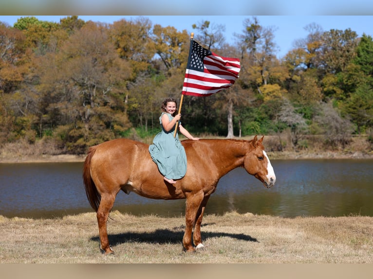 American Quarter Horse Gelding 13 years 14,3 hh Red Dun in Forney