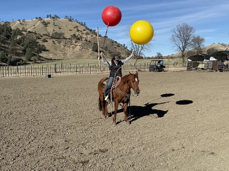 American Quarter Horse Gelding 13 years 14,3 hh Red Dun in Paicines CA