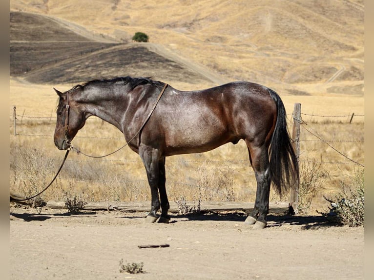 American Quarter Horse Gelding 13 years 14,3 hh Roan-Bay in Paicines CA