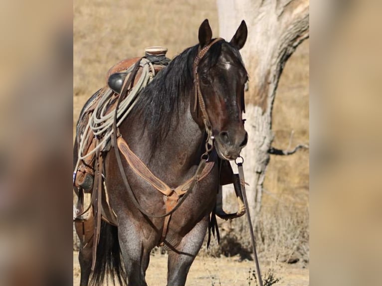 American Quarter Horse Gelding 13 years 14,3 hh Roan-Bay in Paicines CA