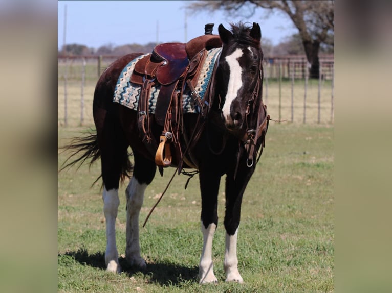 American Quarter Horse Gelding 13 years 14,3 hh Tobiano-all-colors in Lipan TX