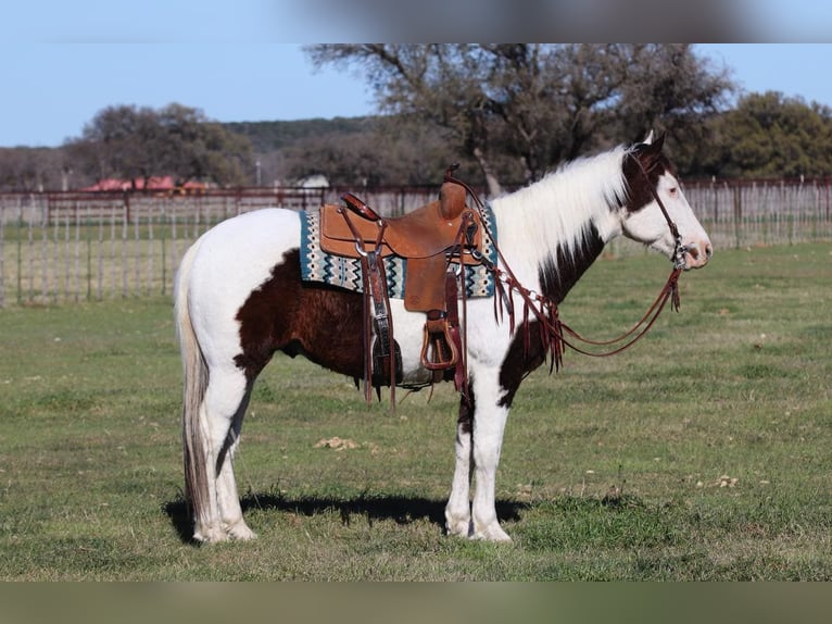 American Quarter Horse Gelding 13 years 14,3 hh Tobiano-all-colors in Lipan TX