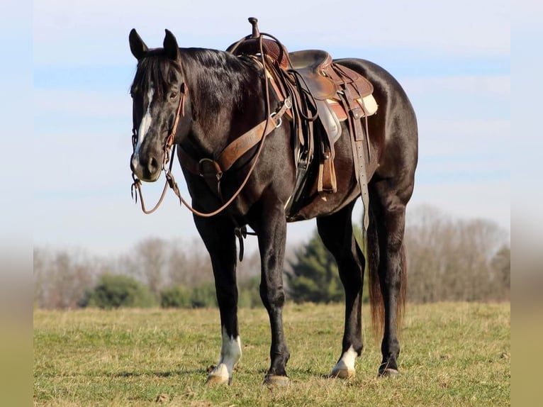 American Quarter Horse Mix Gelding 13 years 15,1 hh Black in Claion, PA