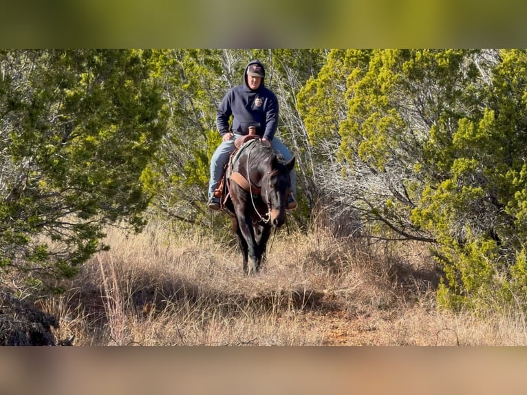 American Quarter Horse Gelding 13 years 15.1 hh Black in Stephenville