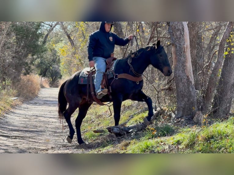 American Quarter Horse Gelding 13 years 15.1 hh Black in Stephenville