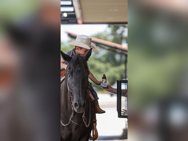 American Quarter Horse Gelding 13 years 15,1 hh Black in Troup, TX