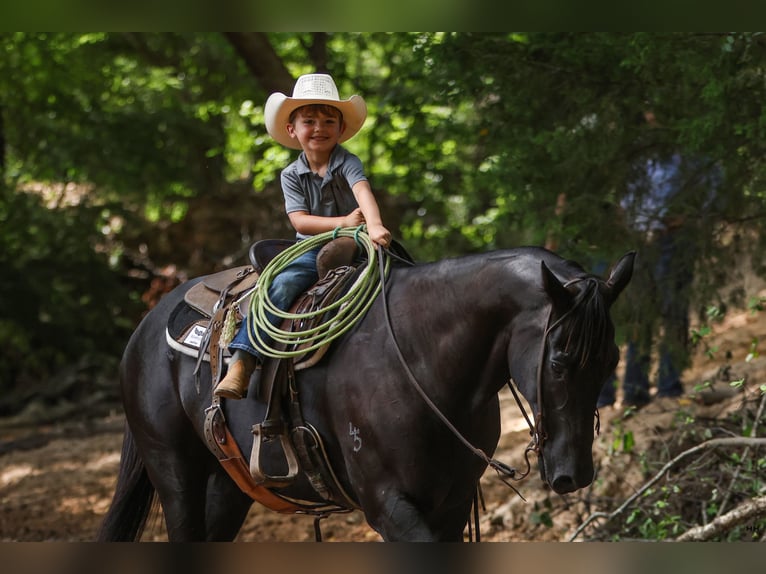 American Quarter Horse Gelding 13 years 15,1 hh Black in Troup, TX