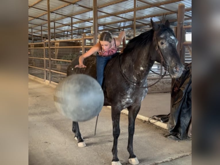 American Quarter Horse Gelding 13 years 15,1 hh Black in Lipan, TX
