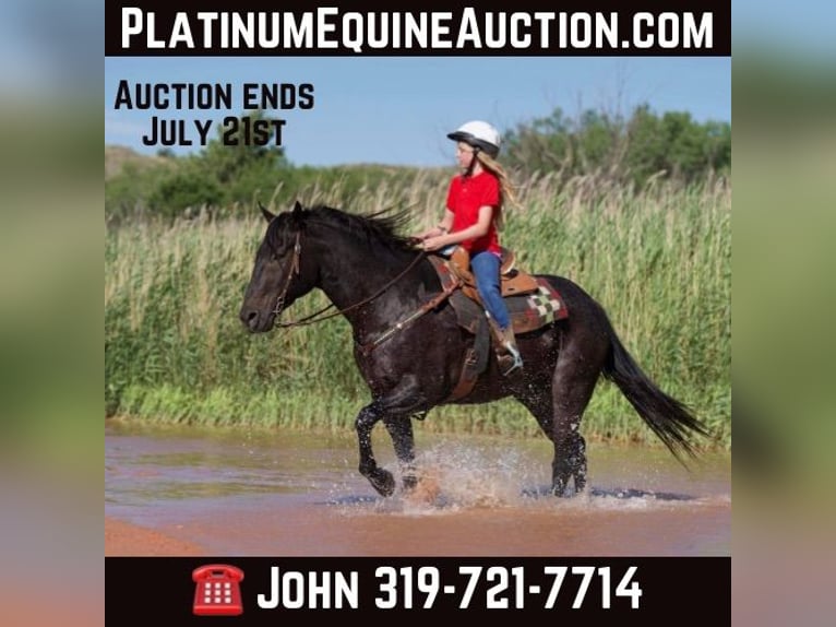 American Quarter Horse Gelding 13 years 15.1 hh Black in Lisbon IA