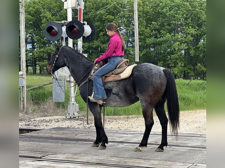 American Quarter Horse Gelding 13 years 15.1 hh Black in Lisbon IA