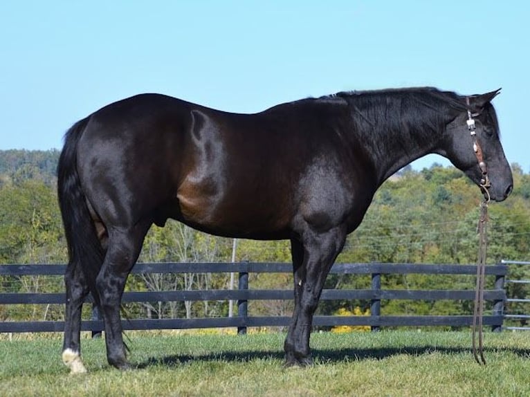 American Quarter Horse Gelding 13 years 15,1 hh Black in Wooster OH