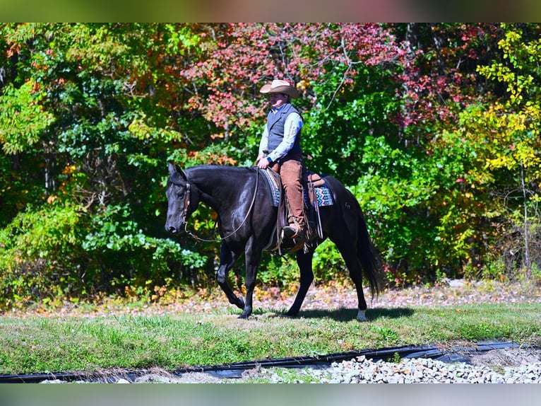 American Quarter Horse Gelding 13 years 15,1 hh Black in Wooster OH