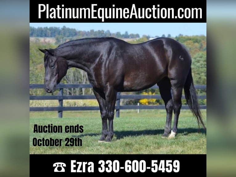 American Quarter Horse Gelding 13 years 15,1 hh Black in Wooster OH