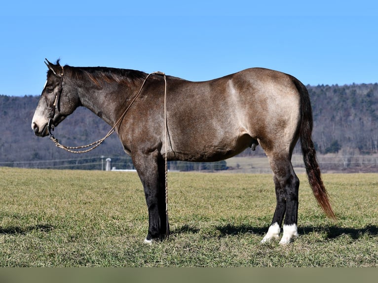 American Quarter Horse Gelding 13 years 15,1 hh Buckskin in Rebersburg
