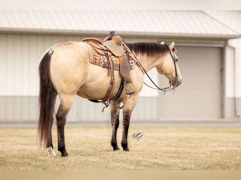 American Quarter Horse Gelding 13 years 15,1 hh Buckskin in River Falls, WI