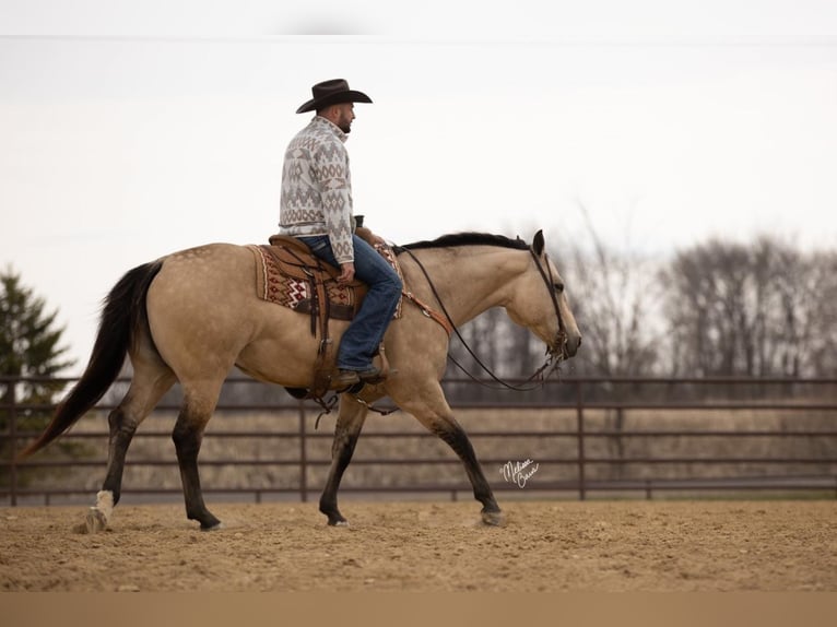 American Quarter Horse Gelding 13 years 15,1 hh Buckskin in River Falls, WI