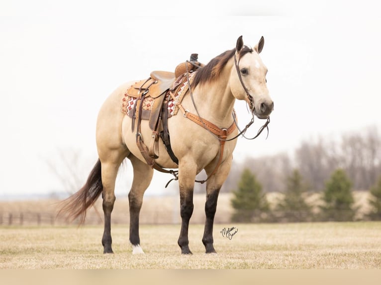 American Quarter Horse Gelding 13 years 15,1 hh Buckskin in River Falls, WI