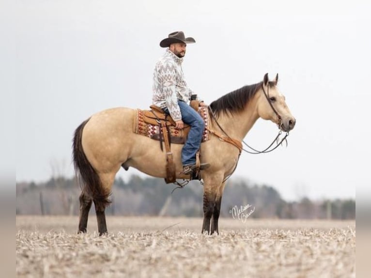 American Quarter Horse Gelding 13 years 15,1 hh Buckskin in River Falls, WI