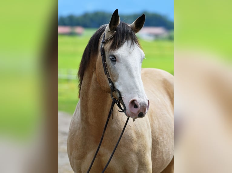 American Quarter Horse Gelding 13 years 15.1 hh Buckskin in Seeon-Seebruck