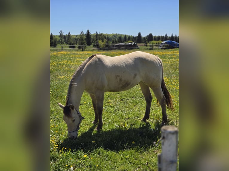 American Quarter Horse Gelding 13 years 15.1 hh Champagne in Hungen