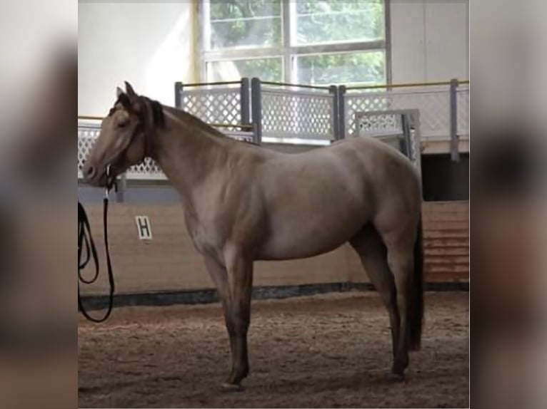 American Quarter Horse Gelding 13 years 15.1 hh Champagne in Hungen