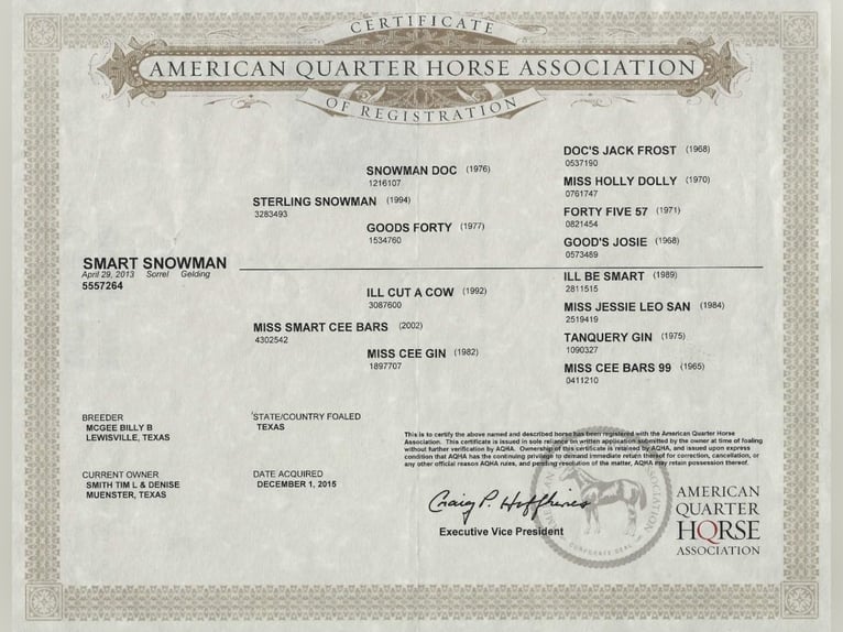 American Quarter Horse Gelding 13 years 15.1 hh Chestnut in WEATHERFORD, TX