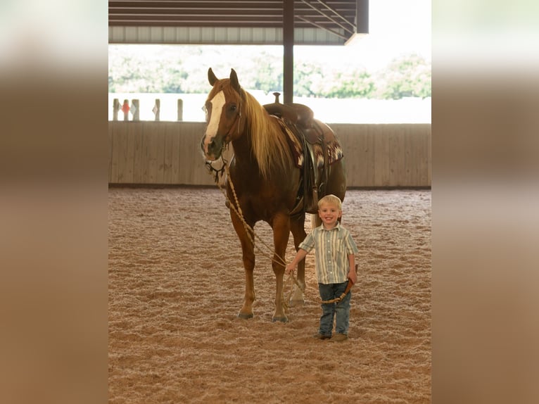 American Quarter Horse Gelding 13 years 15.1 hh Chestnut in WEATHERFORD, TX