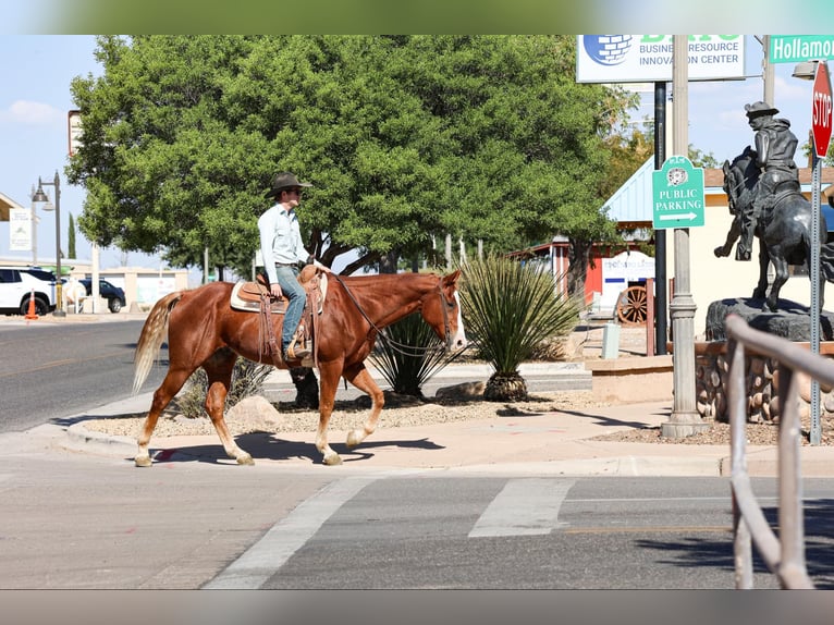 American Quarter Horse Gelding 13 years 15,1 hh Chestnut in Camp Verde AZ