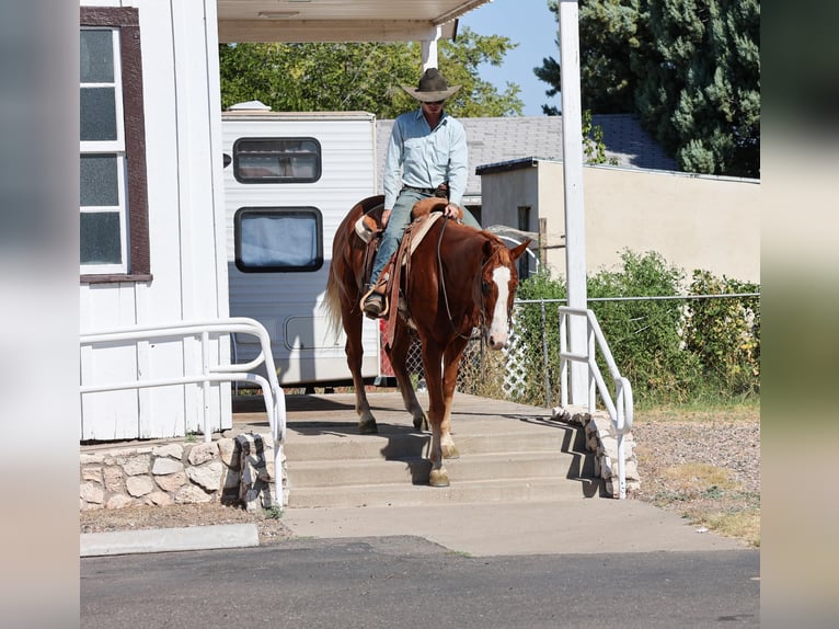 American Quarter Horse Gelding 13 years 15,1 hh Chestnut in Camp Verde AZ