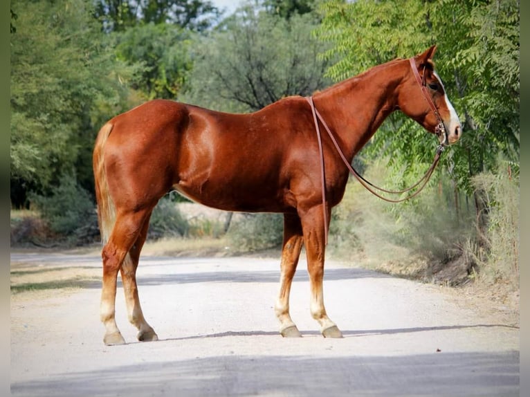 American Quarter Horse Gelding 13 years 15,1 hh Chestnut in Camp Verde AZ