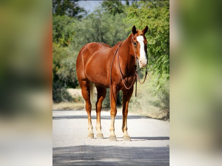 American Quarter Horse Gelding 13 years 15,1 hh Chestnut in Camp Verde AZ